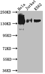Epigentek-STAG2重組單克隆抗體[3H4]