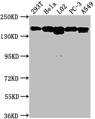 MET重組單克隆抗體[2D12]
