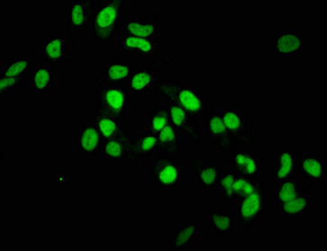 MET重組單克隆抗體[2D12]