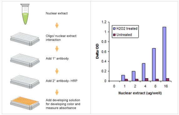EpiQuik通用蛋白-DNA結(jié)合檢測(cè)試劑盒（比色法）是一套便捷的工具包，能夠高效地在體外研究蛋白-DNA相互作用