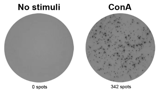ELISpot Plus:小鼠IFN-γ(ALP)