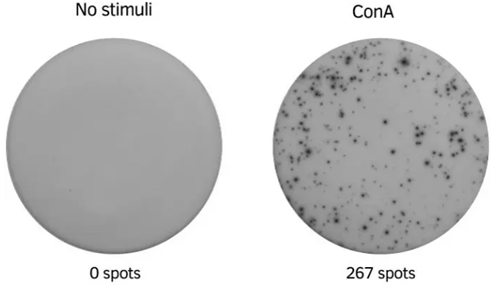 Mabtech-ELISpot Plus:大鼠IFN-γ(ALP)