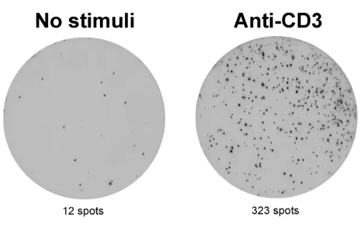 ELISpot Pro:猴IFN-γ(ALP)