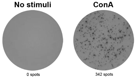 本 ELISpot Plus 試劑盒用于通過 ELISpot 檢測(cè)法計(jì)數(shù)分泌小鼠 IFN-γ 的細(xì)胞。