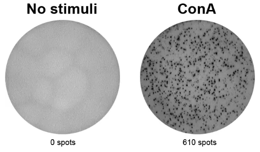 ELISpot Plus:小鼠IL-2(ALP)：