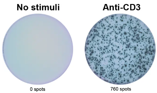 ELISpot Pro:人IFN-γ(HRP)