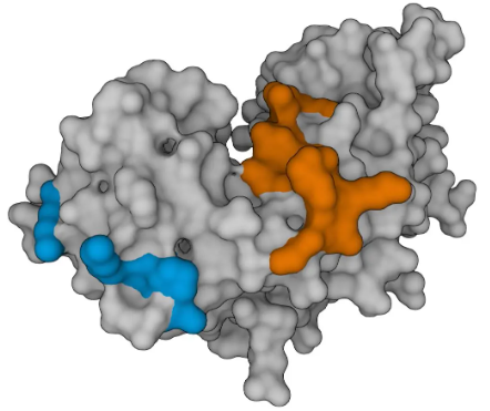 抗IFN-γmAb(1-D1K),未偶聯(lián)