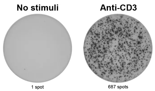 ELISpot Pro:人IFN-γ(ALP)