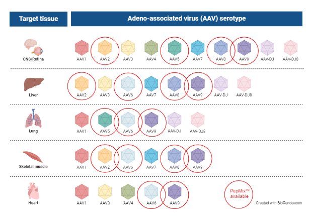 AAV.png