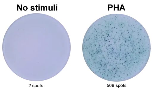ELISpot Plus:豬IFN-γ(HRP)