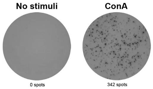 ELISpot Plus:小鼠IFN-γ(ALP)