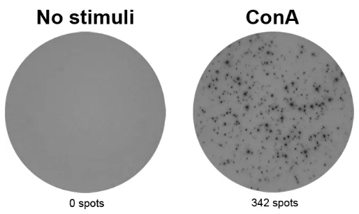 ELISpot Flex:小鼠IFN-γ(ALP)