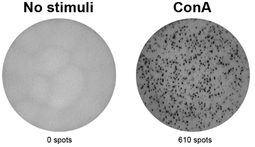 ELISpot Plus：小鼠IL- 2（ALP）