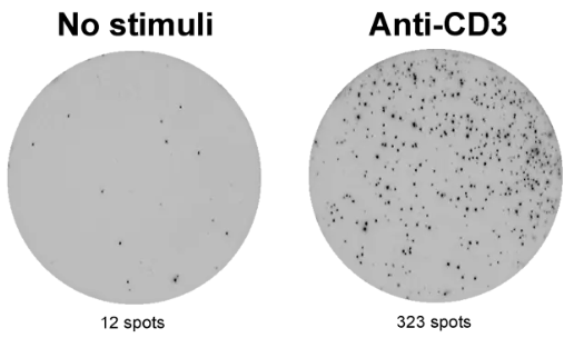 ELISpot Pro：猴IFN-γ（ALP）