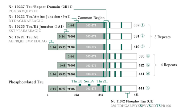 Phosphorylated Tau.png