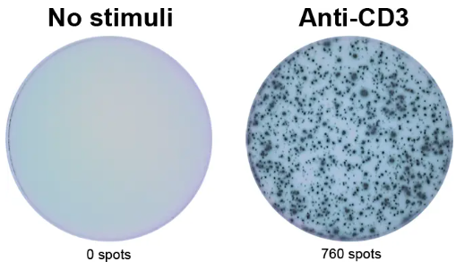 ELISpot Flex：人IFN-γ（HRP）