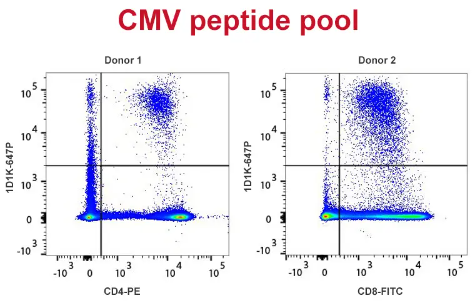 PepPool：人巨細(xì)胞病毒（CD4和CD8相關(guān)）肽庫