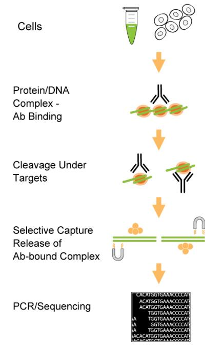 ChIP-seq.png