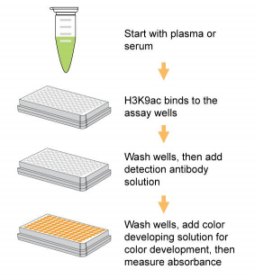 EpiQuik循環(huán)乙酰組蛋白 H3K9 ELISA試劑盒（比色法）