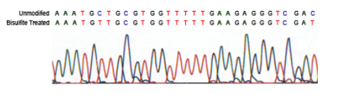 BisulFlash DNA修飾試劑盒