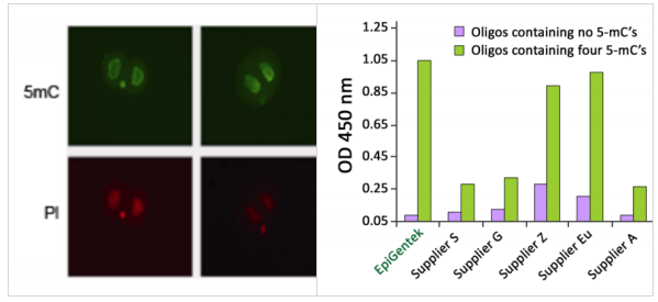 5-甲基胞嘧啶（5-mC）單克隆抗體[33D3]