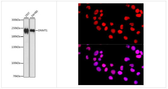 DNMT1多克隆抗體