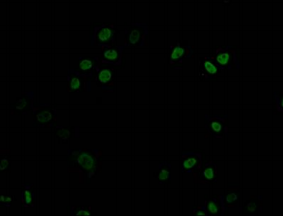 DNMT1重組單克隆抗體[1A9]