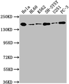 DOT1L重組單克隆抗體[3B6]