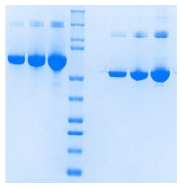 Athens白蛋白Albumin