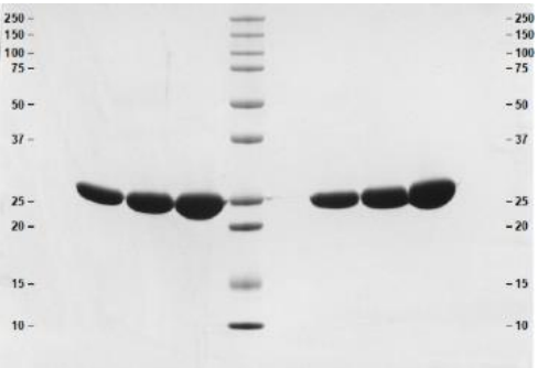 16% Tris/甘氨酸凝膠 