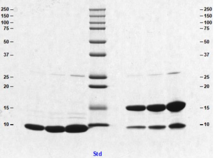 16% Tris/甘氨酸凝膠