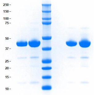 SDS-PAGE電泳條件