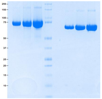 無鐵轉(zhuǎn)鐵蛋白, 生物加工級(jí)
