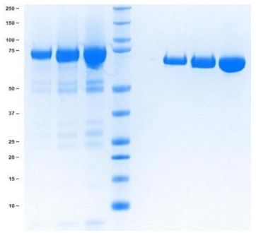 無鐵轉(zhuǎn)鐵蛋白, 組織培養(yǎng)級(jí)