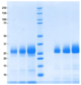 阿祖蛋白（陽離子蛋白37）