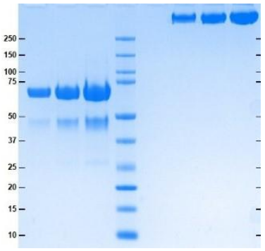 Athens-C4b結(jié)合蛋白