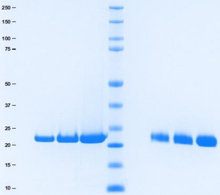 Athens-C反應(yīng)蛋白(CRP)