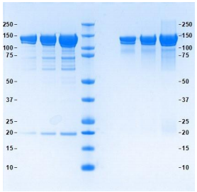 銅藍(lán)蛋白，人血漿，天然蛋白
