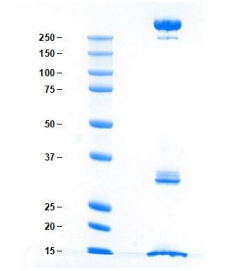 乳糜微粒，人血漿，天然蛋白
