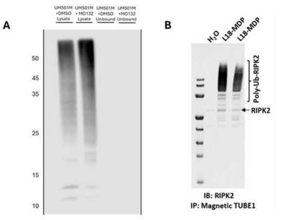 Western Blot.png