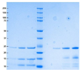 Athens-胰凝乳蛋白酶