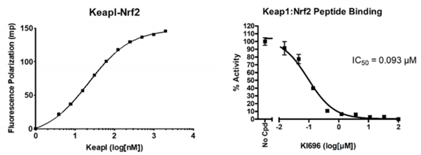 KEAP1-Nrf2抑制劑篩選檢測試劑盒