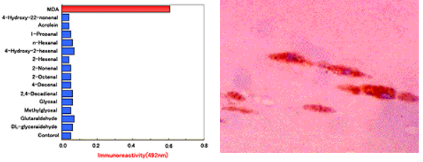 抗MDA單克隆抗體（1F83）