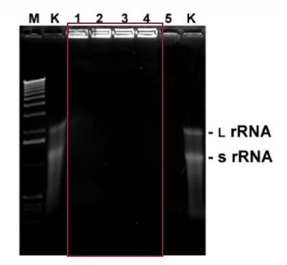 Nature Methods-2.png