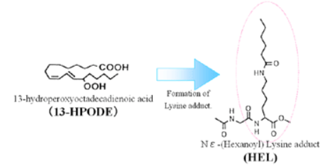 抗己酰賴氨酸(HEL)單克隆抗體