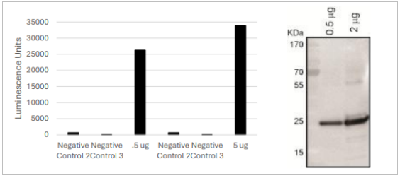 泛素C端水解酶L3多克隆抗體（UCH-L3 抗體）