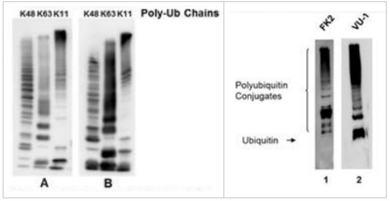 抗泛素抗體（MAb;FK2）