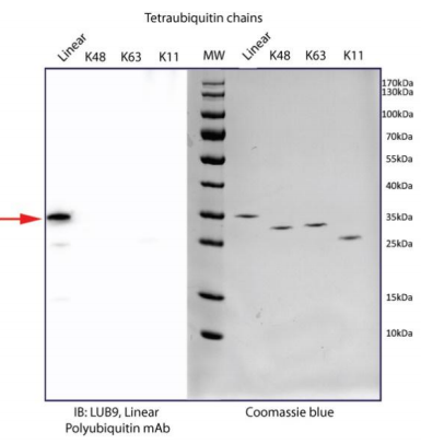 線性多泛素抗體（MAb;克隆 LUB9）