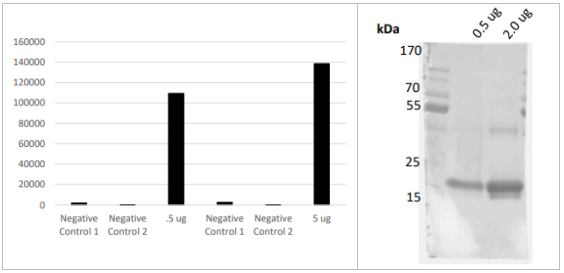 Otub2多克隆抗體