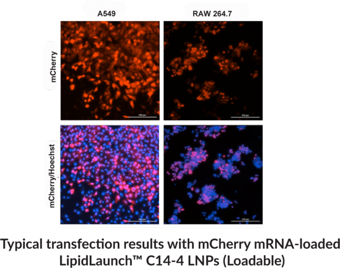Lipid Launch TMC14-4 LNPs.png